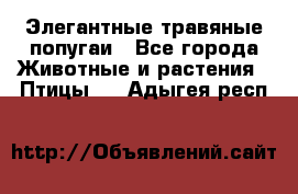 Элегантные травяные попугаи - Все города Животные и растения » Птицы   . Адыгея респ.